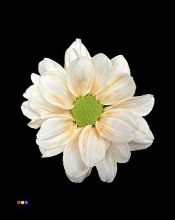 Chrysanthemum Indicum Grp tros kas kleurbehandeld H%