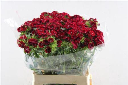 Dianthus barbatus 'Sweet Will Red'