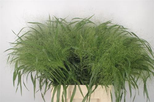 Panicum 'Fountain'