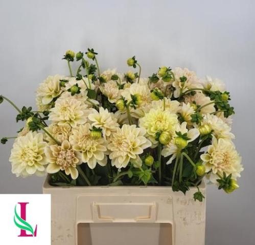 Dahlia (Decorative Grp) 'Champagne'
