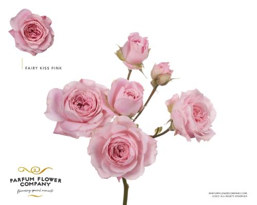 Rosa tros overig