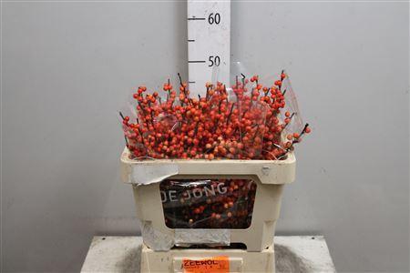 Ilex verticillata Oudijk's Orange