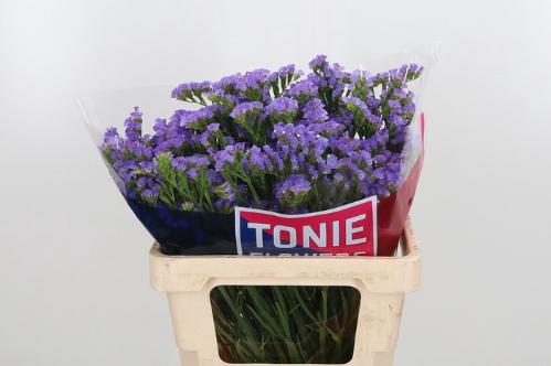 Limonium sinuatum Martin Blue