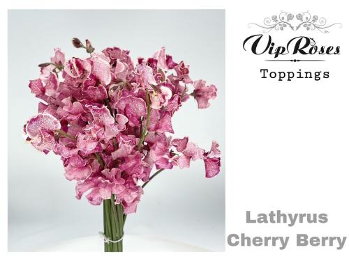 Lathyrus odoratus (Spencer Grp) Parfum Kleurbehandeld H%