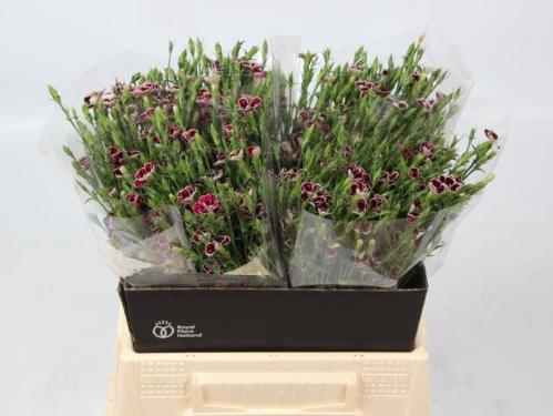 Dianthus 'Raffine Petit Faye'