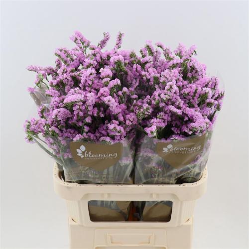 Limonium sinuatum Fantasia Wings