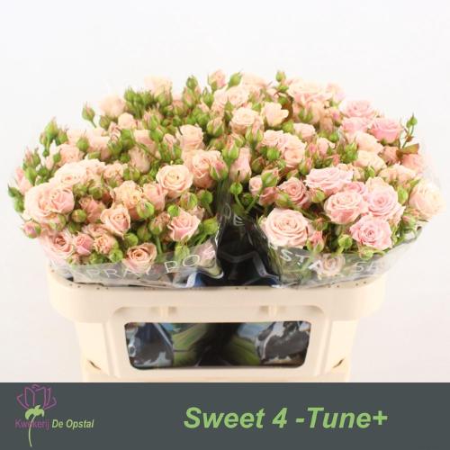 Rosa tros Sweet 4 Tune+