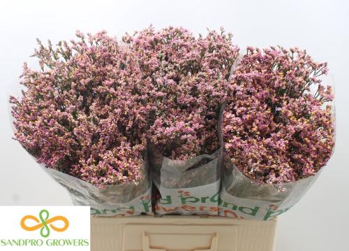 Limonium sinensis Blush Diamond