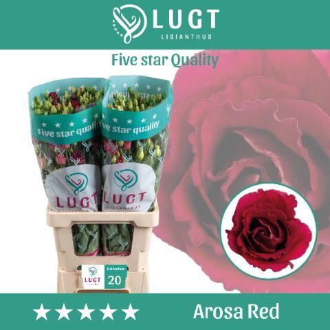 Eustoma russellianum gevuldbloemig 'Arosa Red'