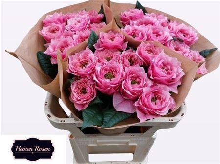 Rosa grootbloemig Regents Park!