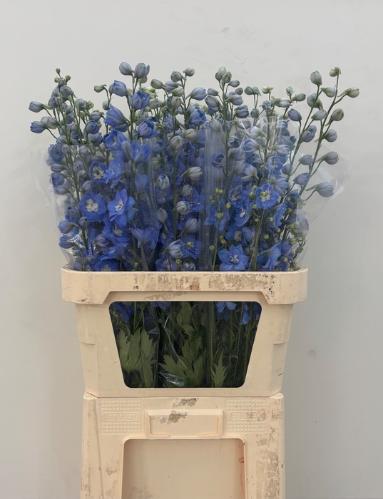 Delphinium Elatum Grp dubbelbloemig 'Centurion Skyblue'