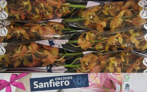 Cymbidium grootbloemig per tak Autumn Crisp 'Charly Brown'