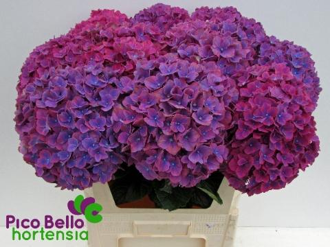 Hydrangea macrophylla 'Amber'