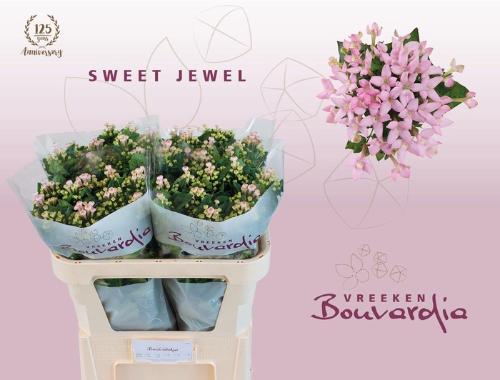 Bouvardia enkelbloemig Sweet Jewel