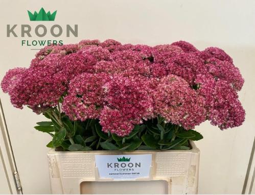 Sedum spectabile