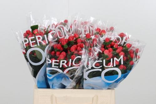 Hypericum Coco Tango