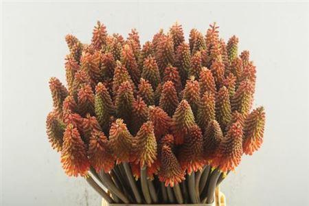 Kniphofia 'Alcazar'