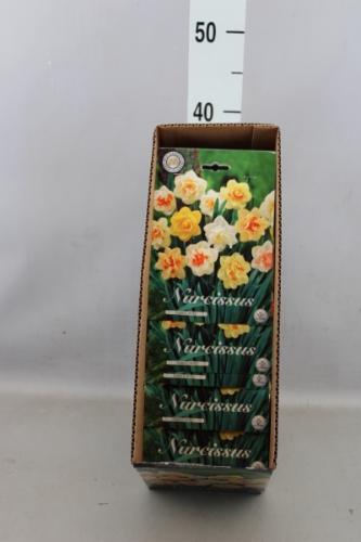 Narcissus (bol)