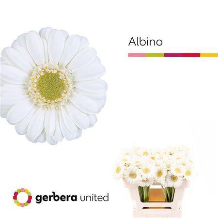 Gerbera mini Albino