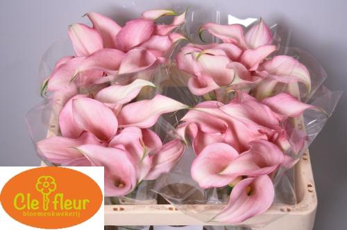 Zantedeschia 'Pink Design'