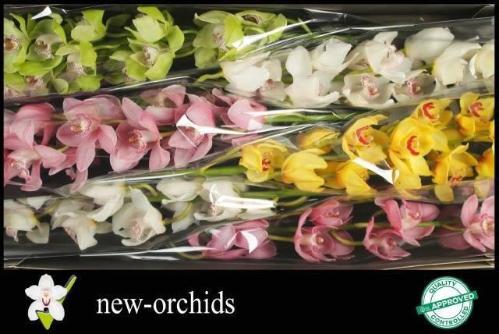 Cymbidium grootbloemig per tak gemengd