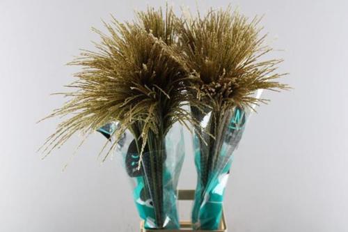 Miscanthus sinensis White Cloud