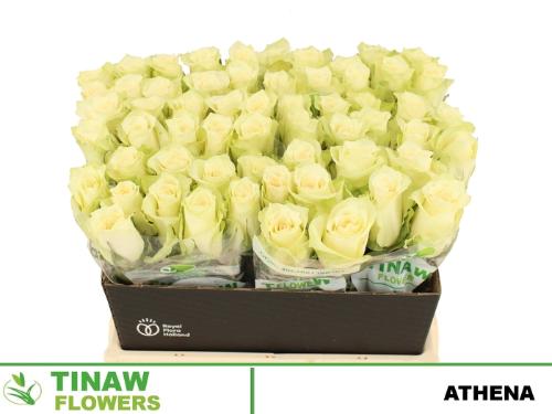 Rosa grootbloemig Athena