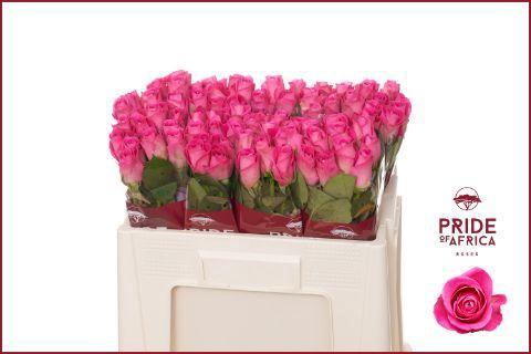 Rosa grootbloemig H3O