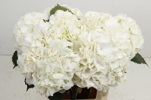 Hydrangea macrophylla Noordpool
