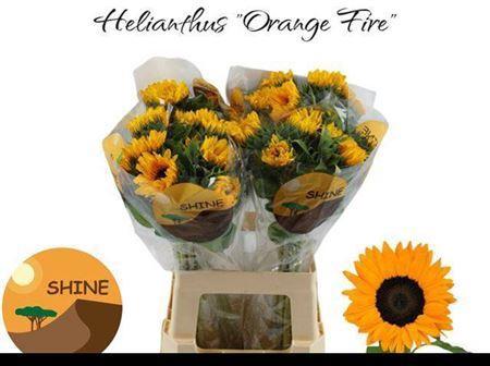 Helianthus annuus 'Orange Fire'