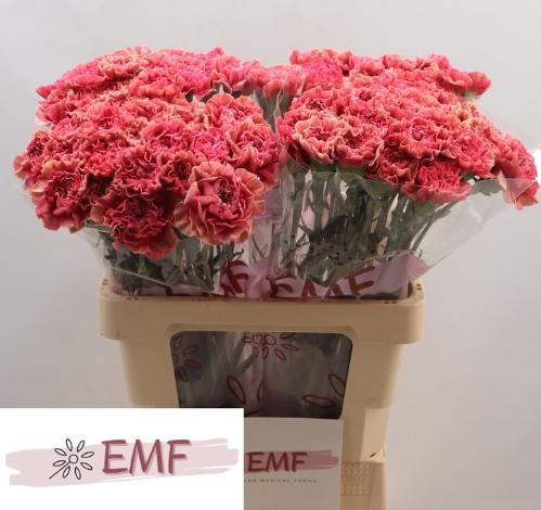 Dianthus standaard Ipanema