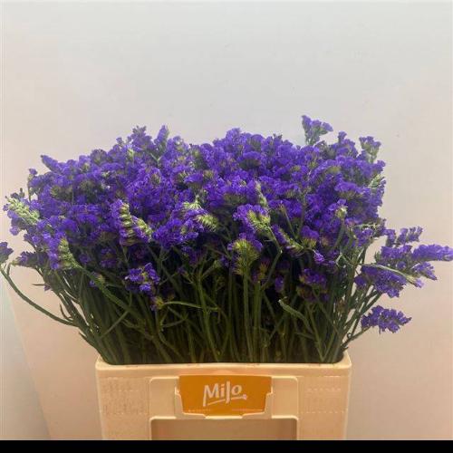 Limonium sinuatum 'Crystal Dark Blue'