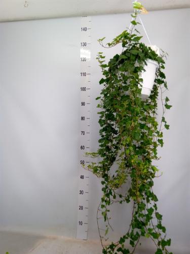 Hedera helix 'Wonder'