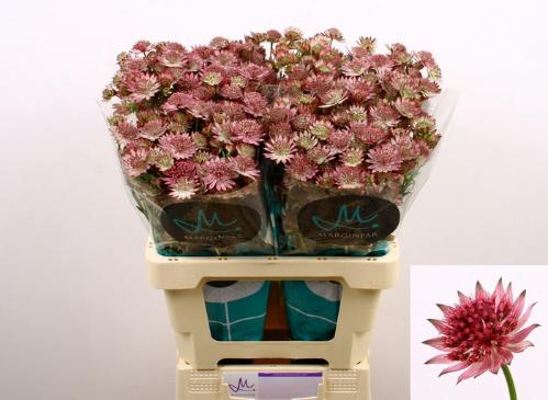 Astrantia major 'Roma'