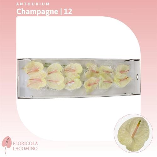 Anthurium Andreanum Grp Champagne