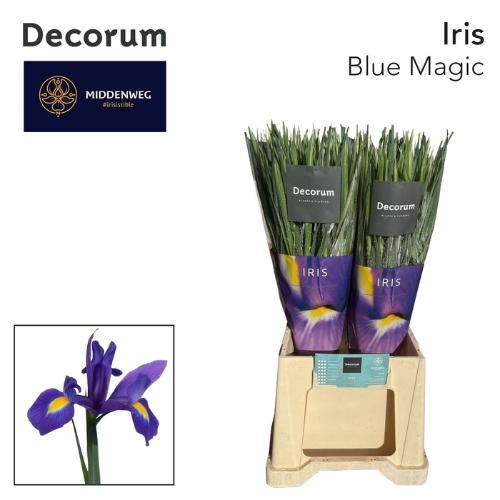 Iris (Hollandse Iris Grp) 'Blue Magic'