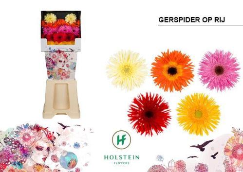 Gerbera mini Gerspiders gemengd op rij