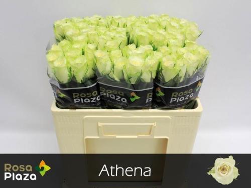 Rosa grootbloemig Athena