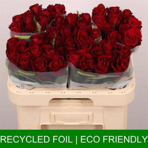 Rosa grootbloemig Ever Red