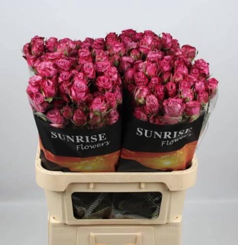 Rosa tros Purple Queen