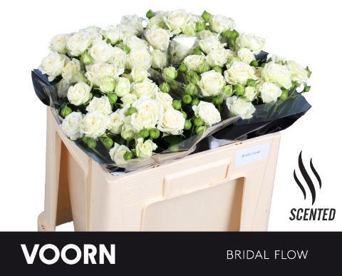 Rosa tros Bridal Flow
