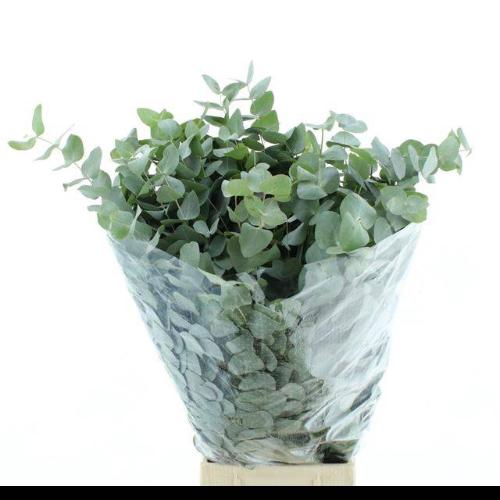 Eucalyptus per bos cinerea
