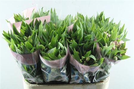 Alstroemeria Elegance