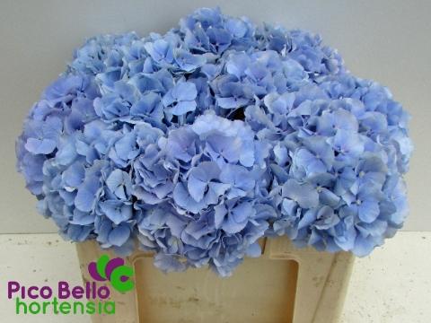 Hydrangea macrophylla 'Verena' (blauw)