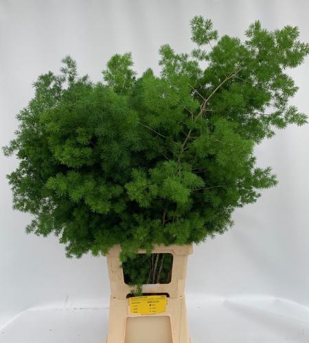 Asparagus umbellatus