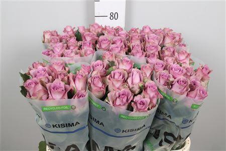 Rosa grootbloemig Nightingale!