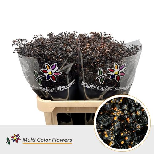 Gypsophila overig kleurbehandeld H%