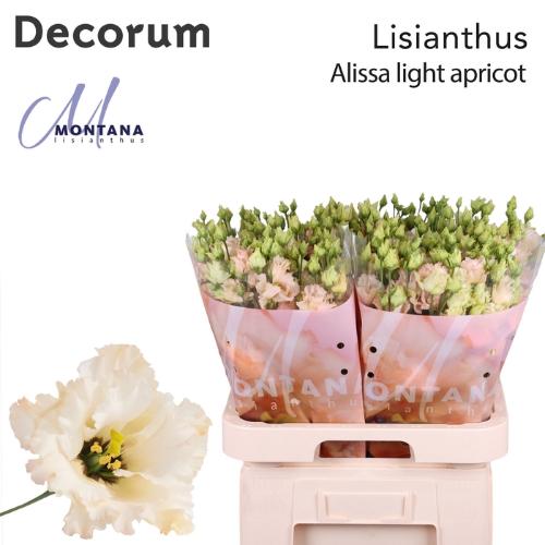 Eustoma russellianum gevuldbloemig 'Alissa Light Apricot'