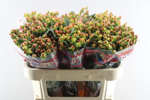 Hypericum x inodorum Globo Coral