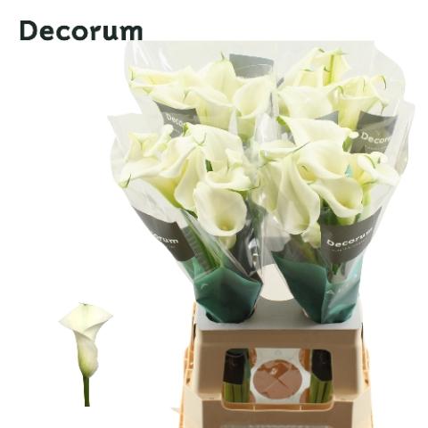Zantedeschia 'Crystal Blush'